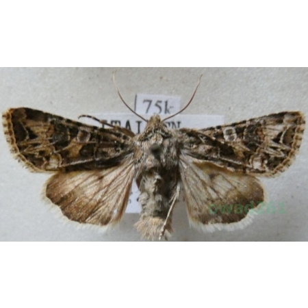 Anarta dianthi (Tauscher, 1809) Italy75k